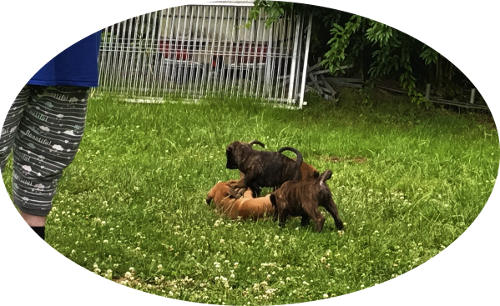 B-Wurf - Impressionen vom Hundeplatz am 1.07.2017