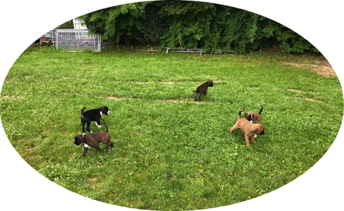 B-Wurf - Impressionen vom Hundeplatz am 1.07.2017